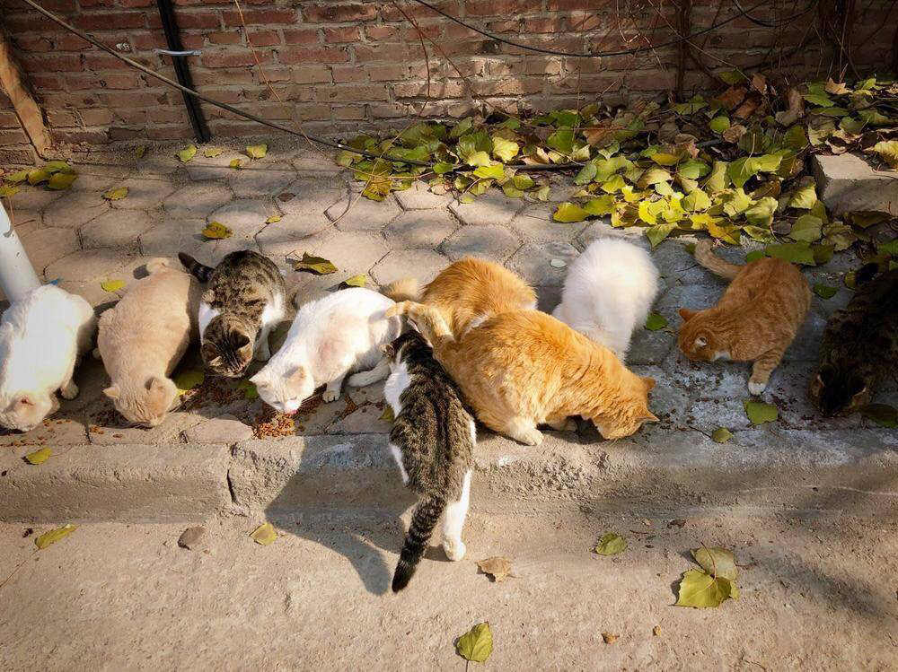 家養(yǎng)圖片/家養(yǎng)樣板圖 (2)