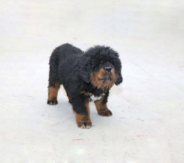 藏獒圖片/藏獒樣板圖 (1)