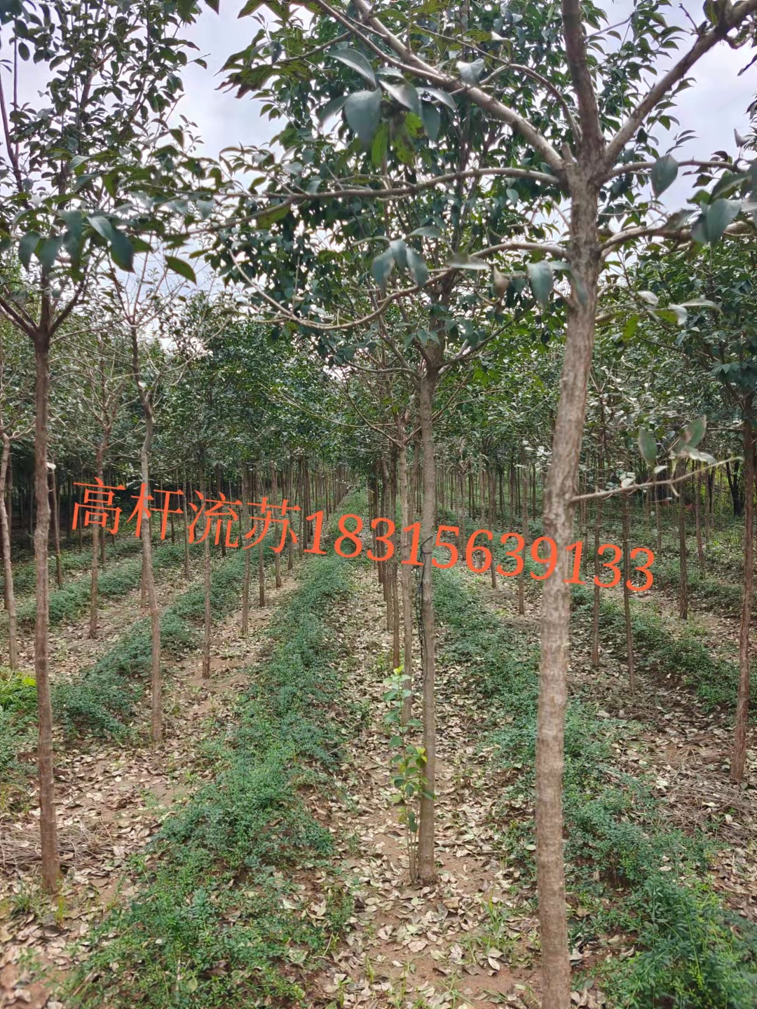 羅莊茂藍經(jīng)營部圖片/羅莊茂藍經(jīng)營部樣板圖 (3)