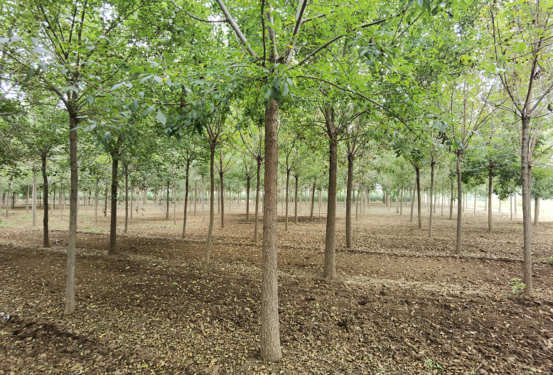 白蠟苗圖片/白蠟苗樣板圖 (3)