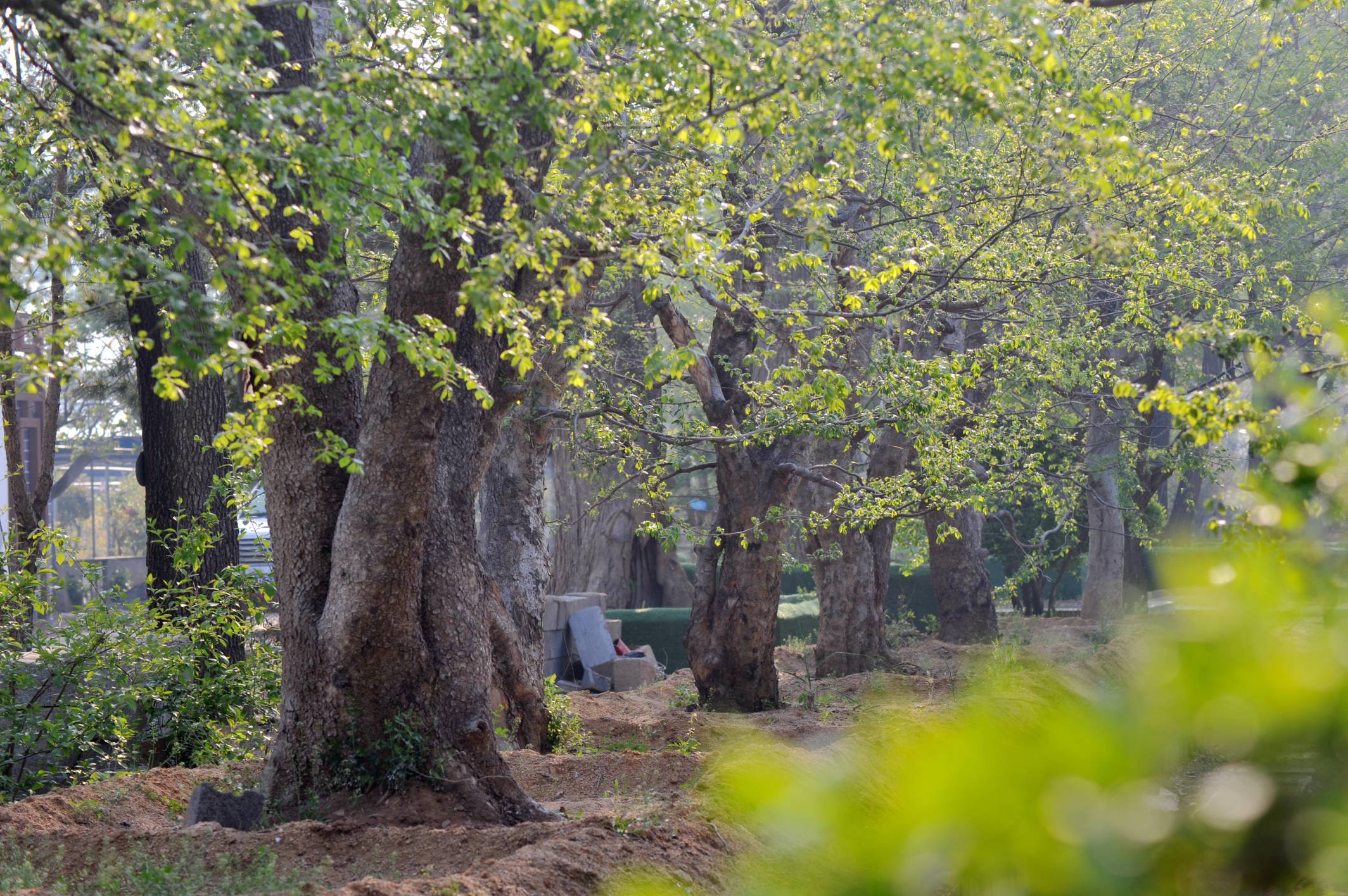 臨沂經(jīng)濟(jì)開(kāi)發(fā)區(qū)旺杰園林種植圖片/臨沂經(jīng)濟(jì)開(kāi)發(fā)區(qū)旺杰園林種植樣板圖 (1)