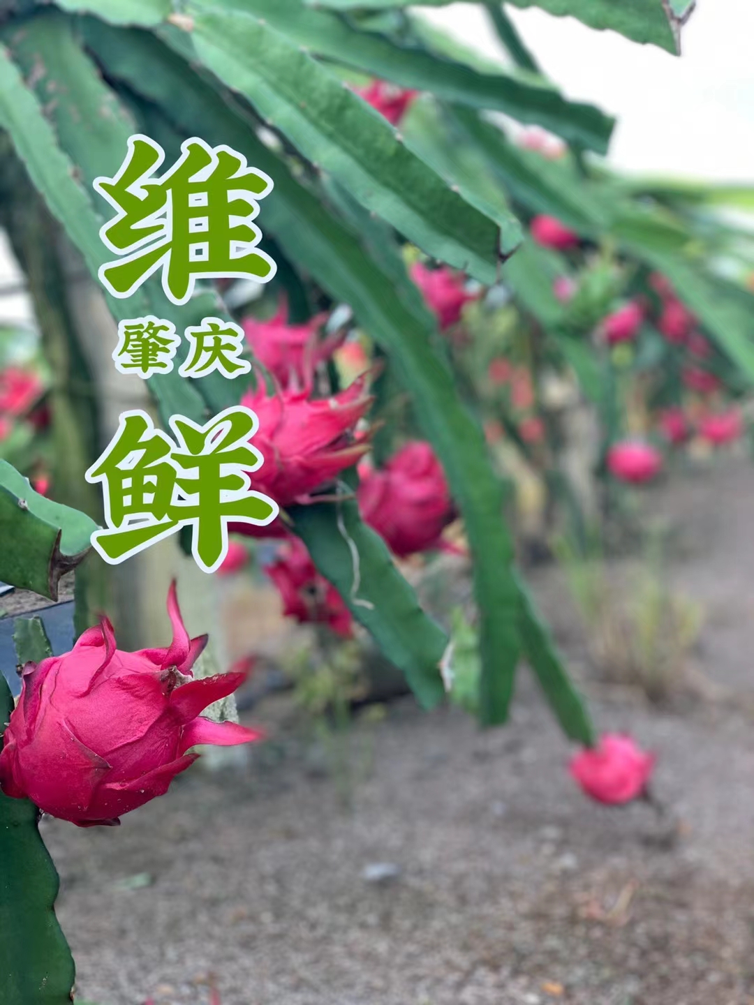 肇慶市維鮮食品 12.5kg/箱速凍紅芯火龍果