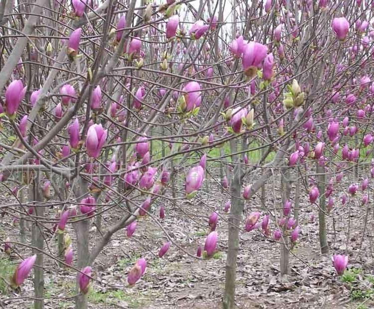湖南大量供應(yīng)紅花玉蘭基地_移栽紫玉蘭批發(fā)價格