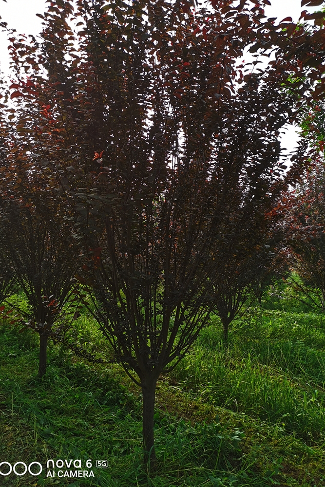 銷售供應(yīng)批發(fā)8-12cm 紫葉李