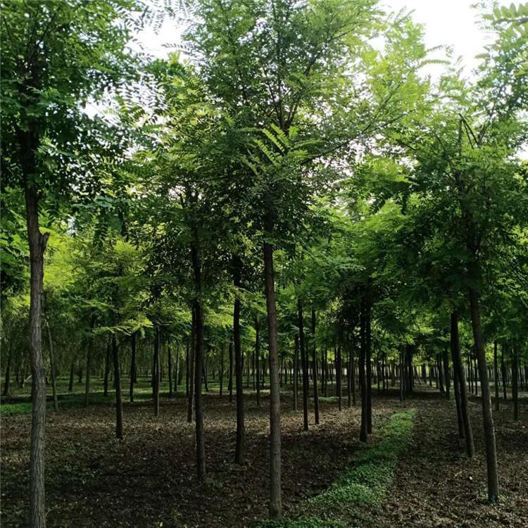 刺槐圖片/刺槐樣板圖 (2)