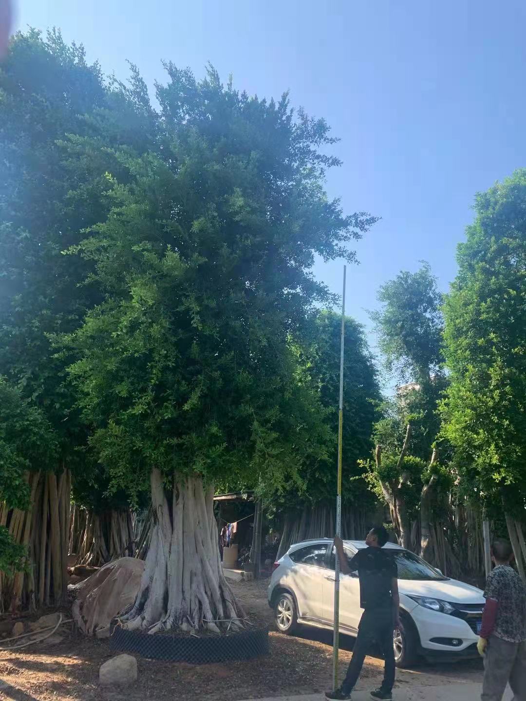 80-1.5米小葉榕圖片