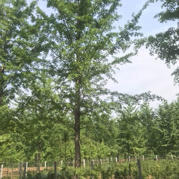 銀杏樹圖片/銀杏樹樣板圖 (3)