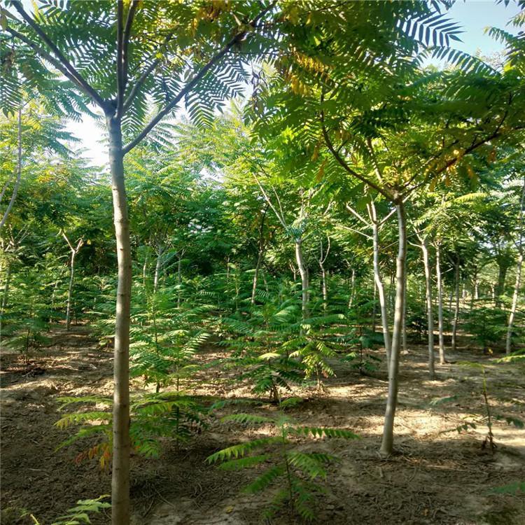 火炬樹圖片/火炬樹樣板圖 (1)