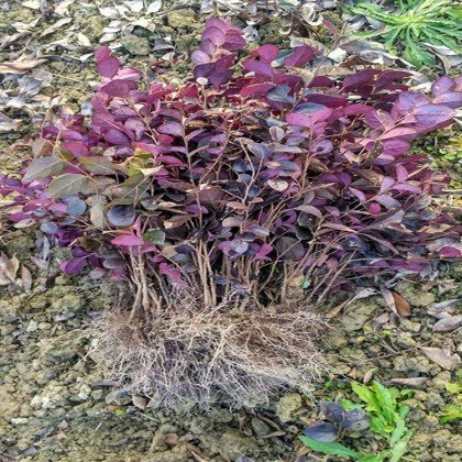 苗木基地直销 红继木小苗 红花继木球 红继木球价格