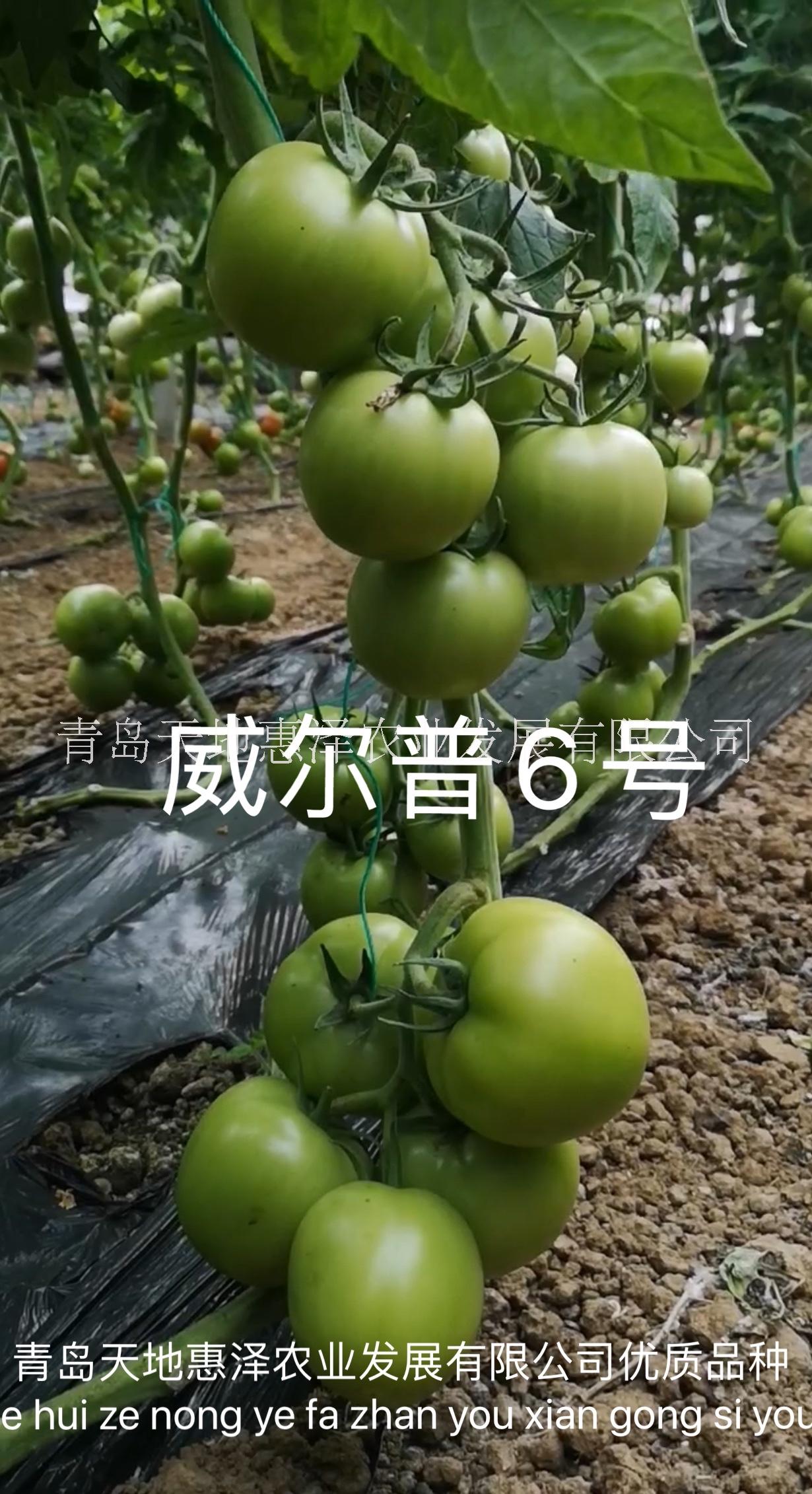 番茄種子圖片/番茄種子樣板圖 (2)