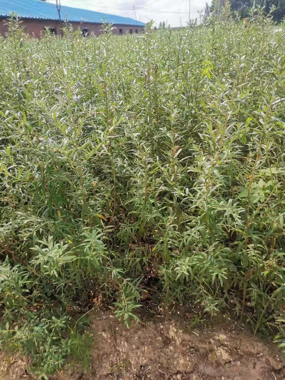 沙棘圖片/沙棘樣板圖 (3)