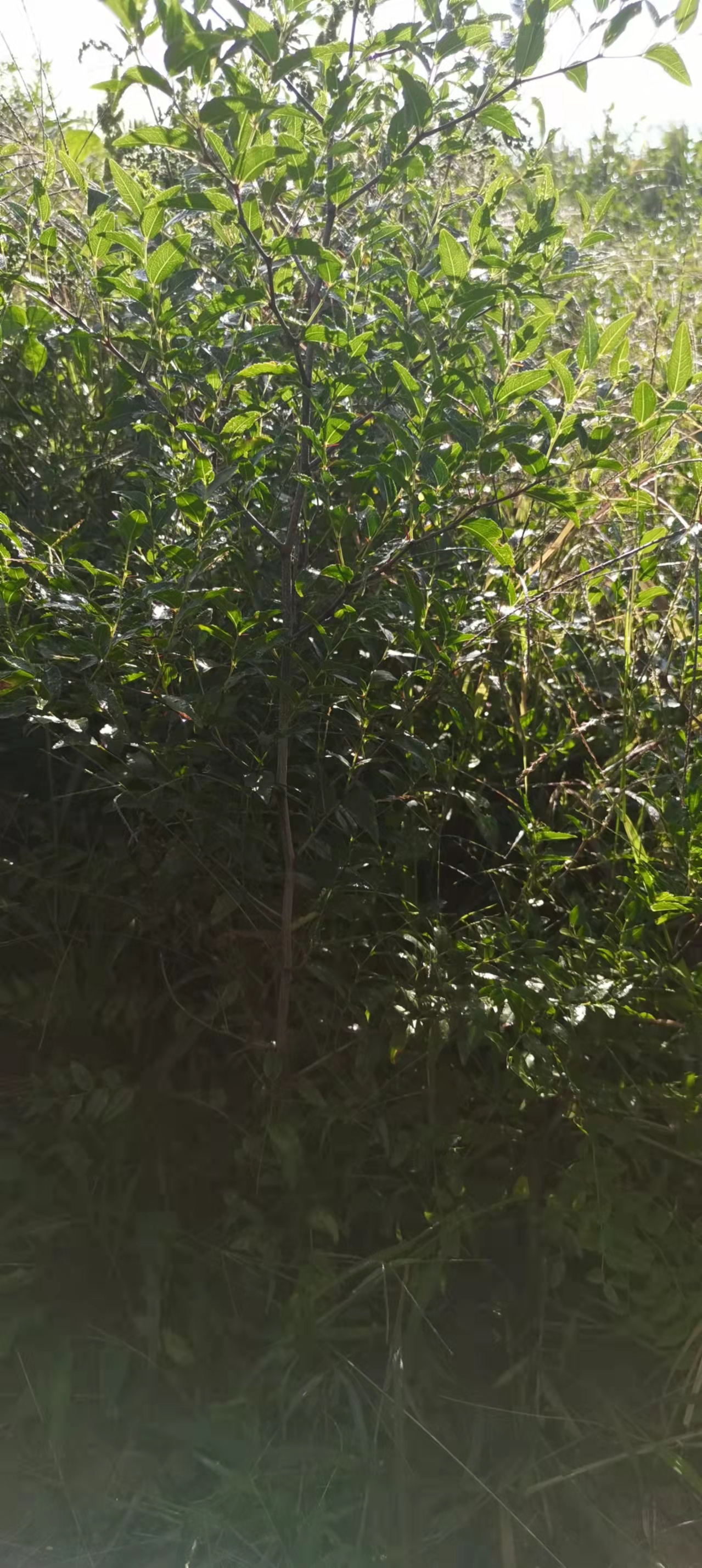 苗種植圖片/苗種植樣板圖 (3)