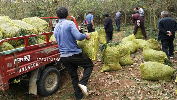 麥冬草圖片/麥冬草樣板圖 (4)