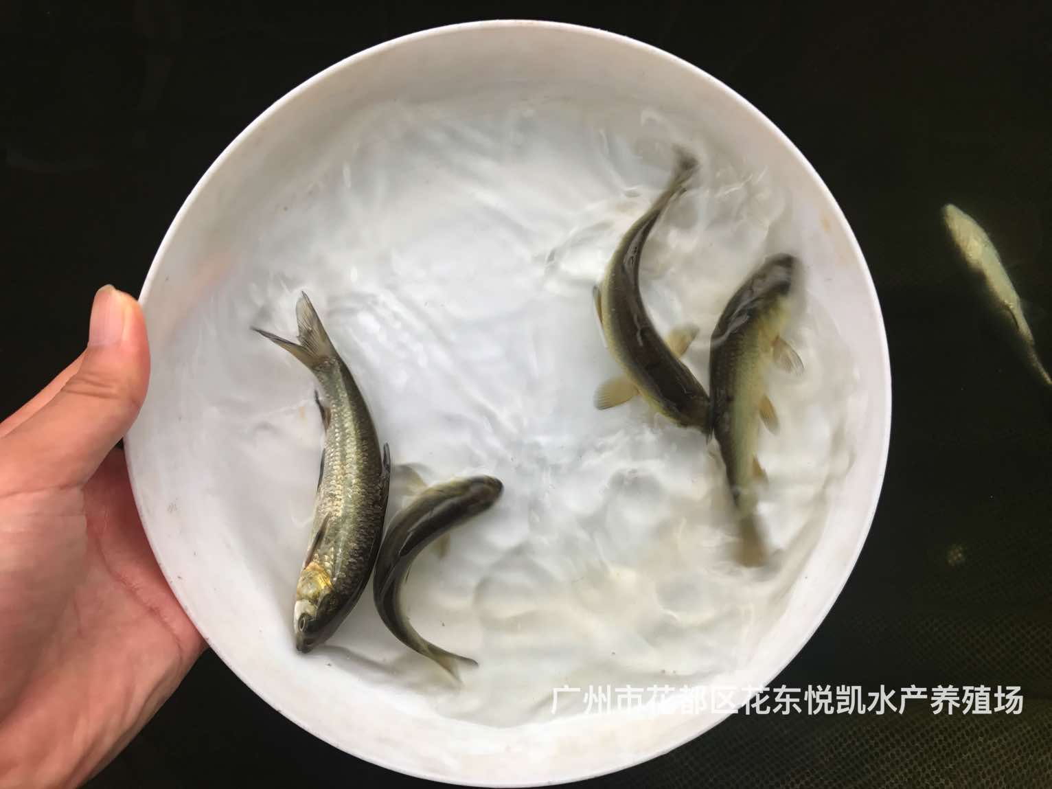 魚苗圖片/魚苗樣板圖 (2)