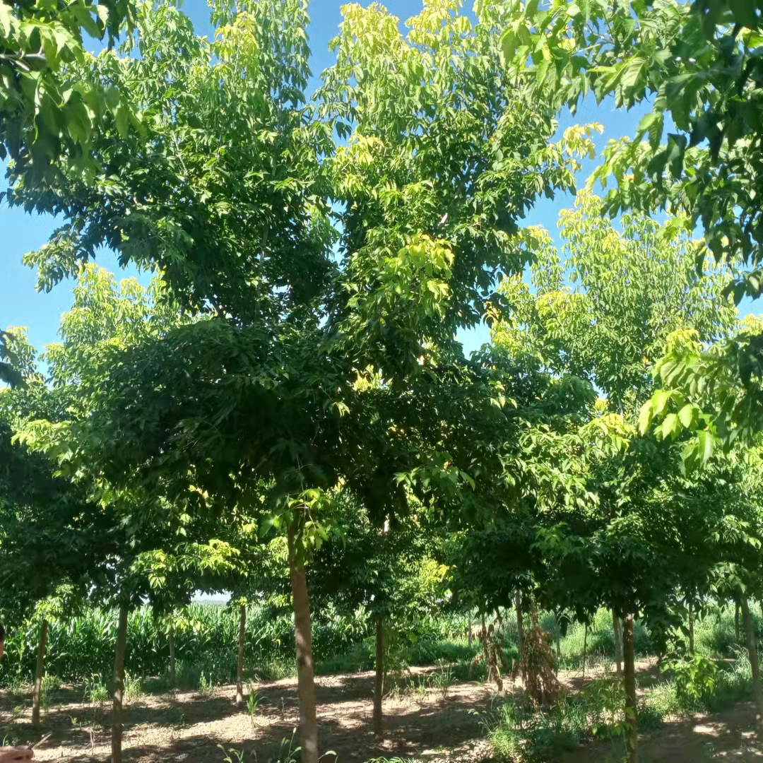 金葉復葉槭圖片/金葉復葉槭樣板圖 (2)