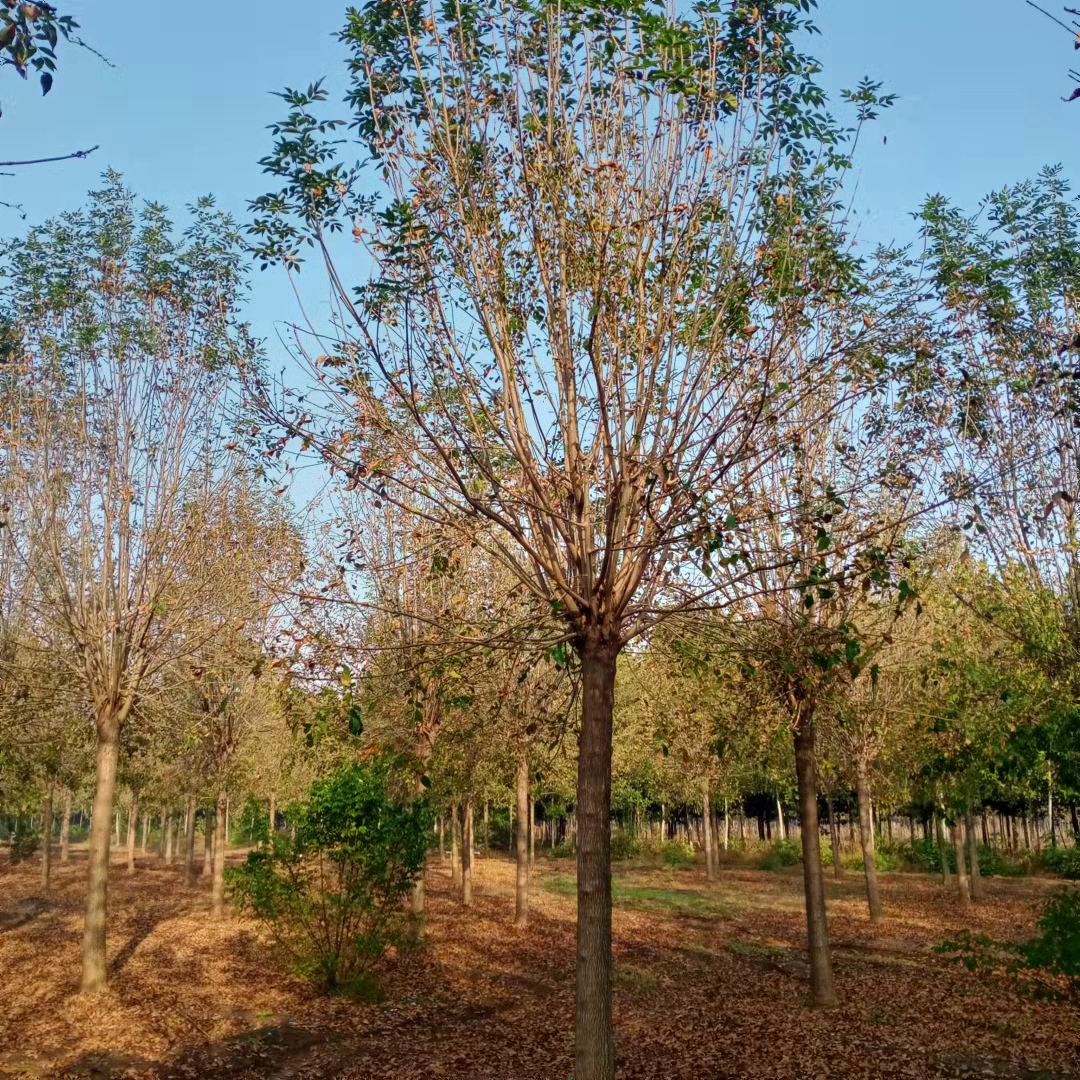 金葉白臘樹圖片