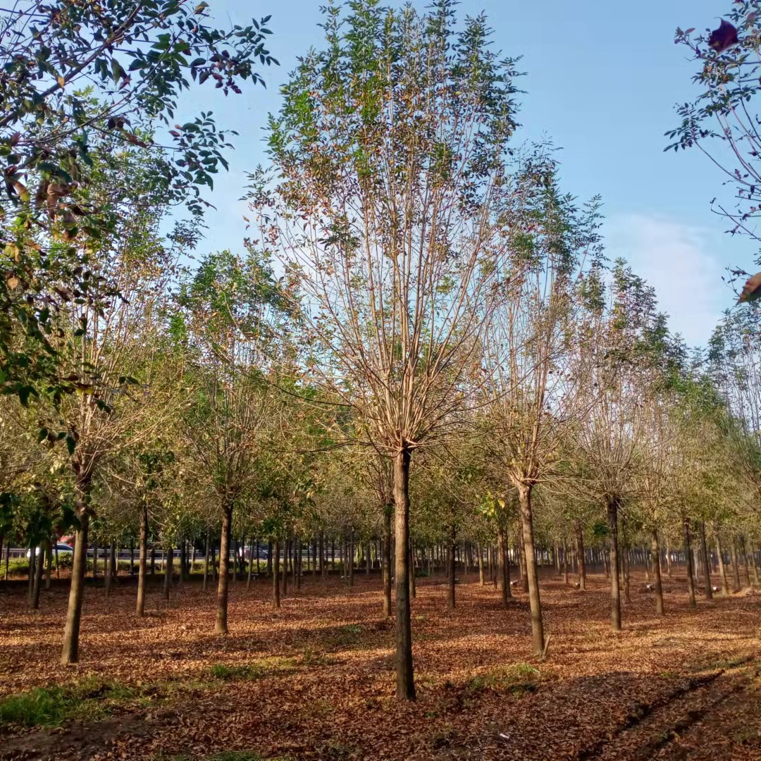 价格 批发 白蜡 白蜡基地 济宁白蜡基地