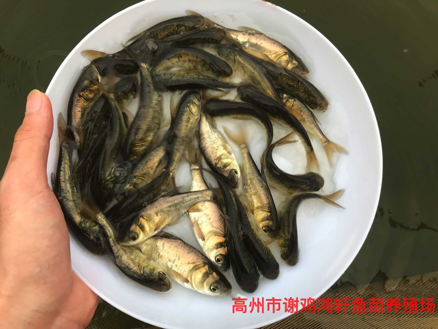 白鰱魚苗圖片/白鰱魚苗樣板圖 (1)