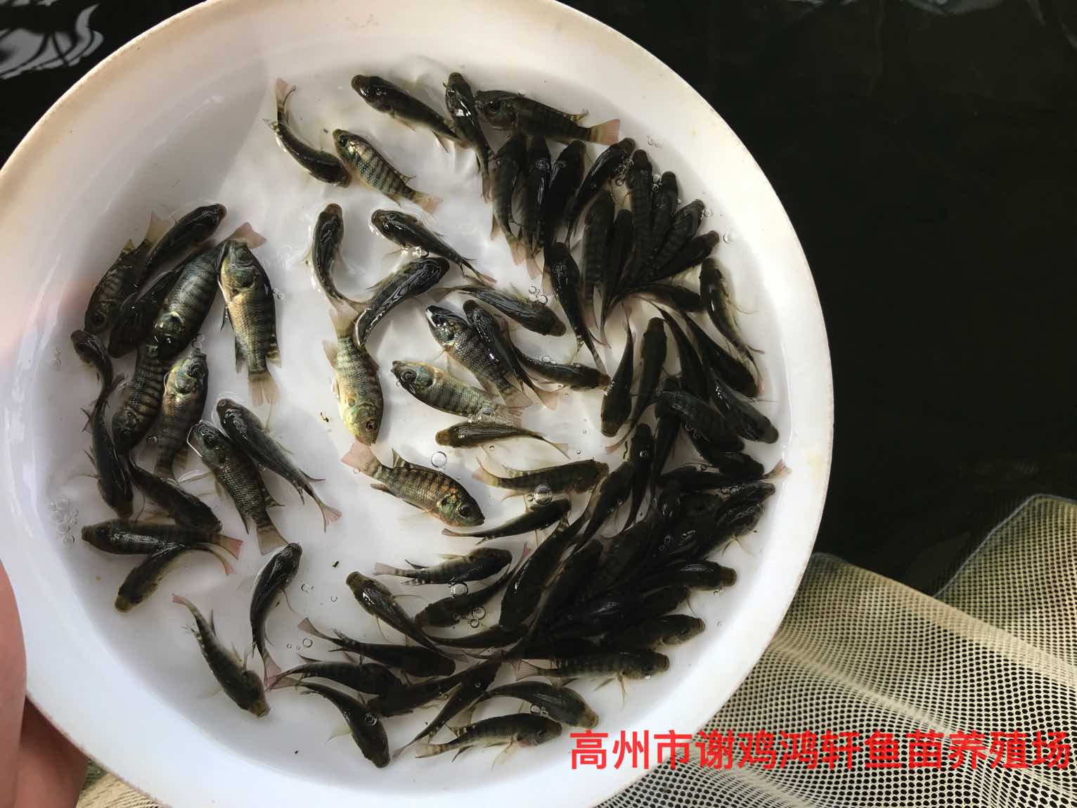 羅非圖片/羅非樣板圖 (3)