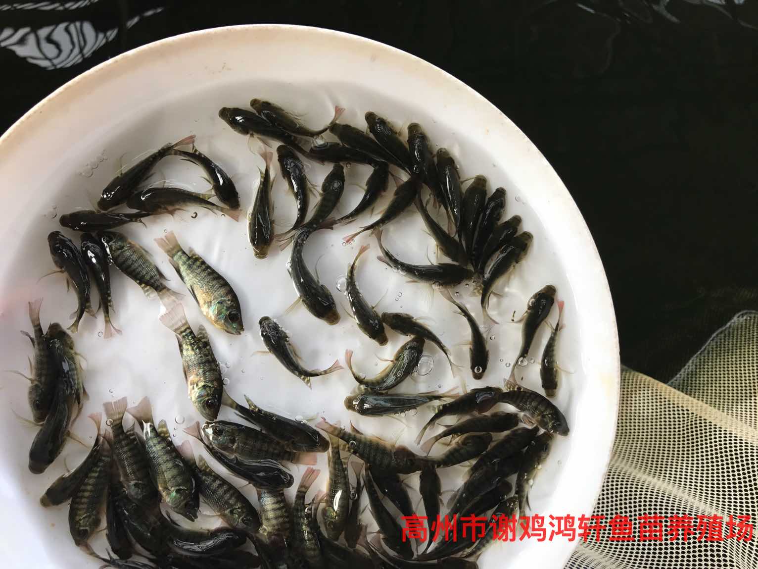 羅非圖片/羅非樣板圖 (2)