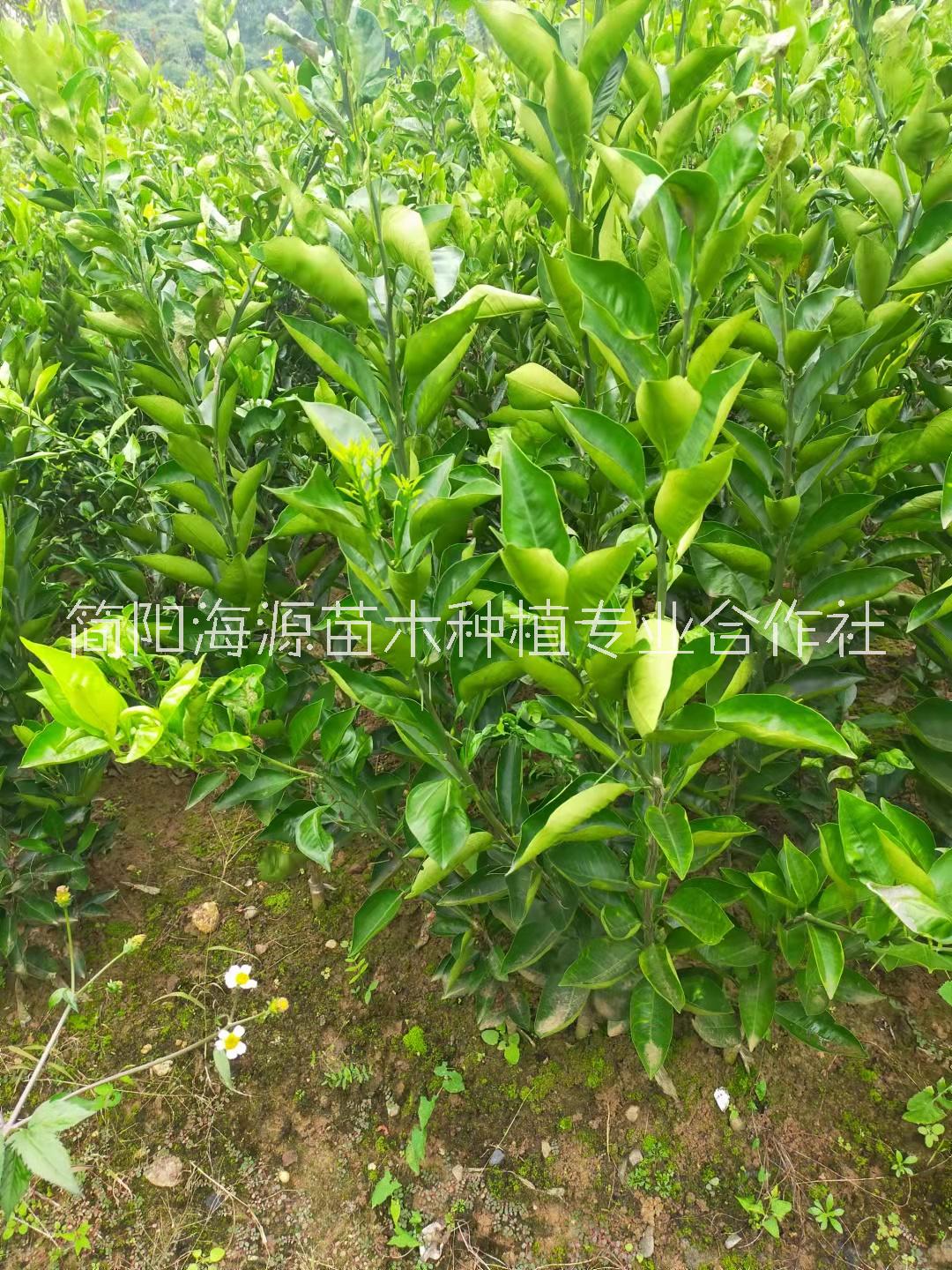 重庆晚熟8号血橙苗种植基地销售批发价格图片