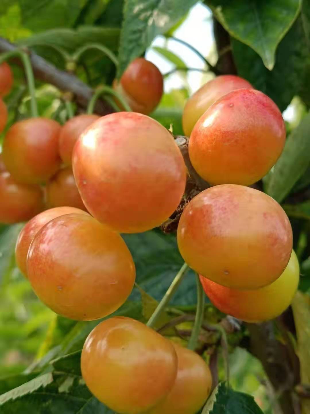 大櫻桃苗圖片/大櫻桃苗樣板圖 (4)