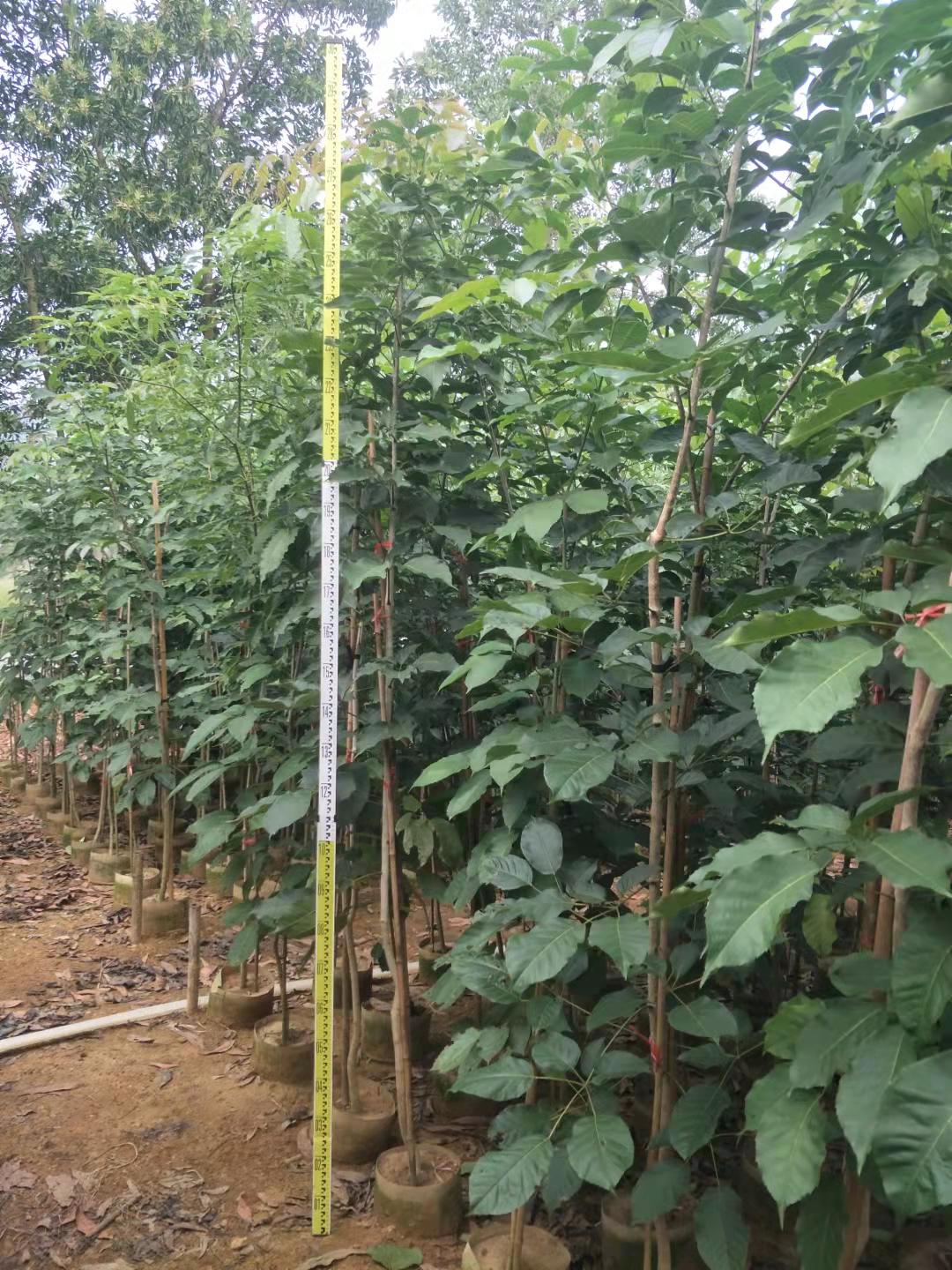 楓鈴木圖片/楓鈴木樣板圖 (4)