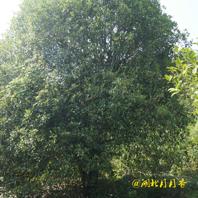 桂花樹圖片/桂花樹樣板圖 (4)
