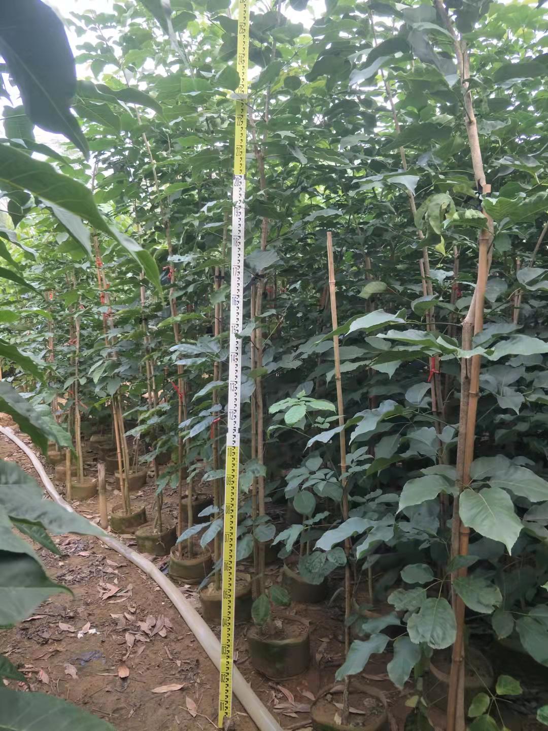 陽江紫花風(fēng)鈴木種植廠家 紫花風(fēng)鈴木價(jià)格