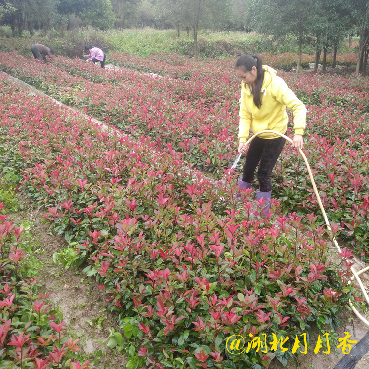 紅葉石楠苗圖片/紅葉石楠苗樣板圖 (4)