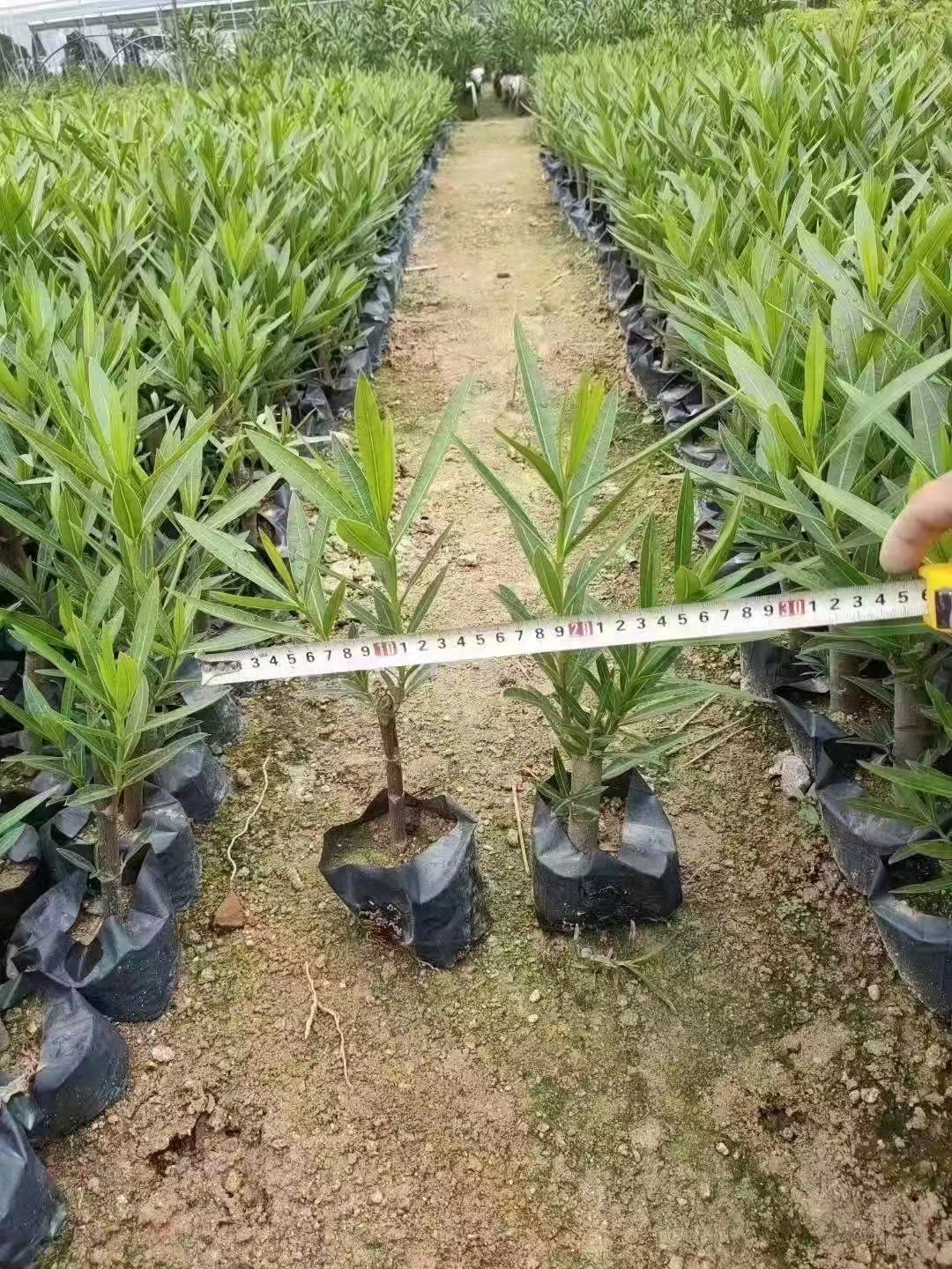 夾竹桃圖片/夾竹桃樣板圖 (4)
