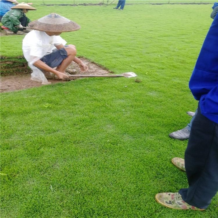 馬尼拉草皮價(jià)格  馬尼拉草皮報(bào)價(jià)