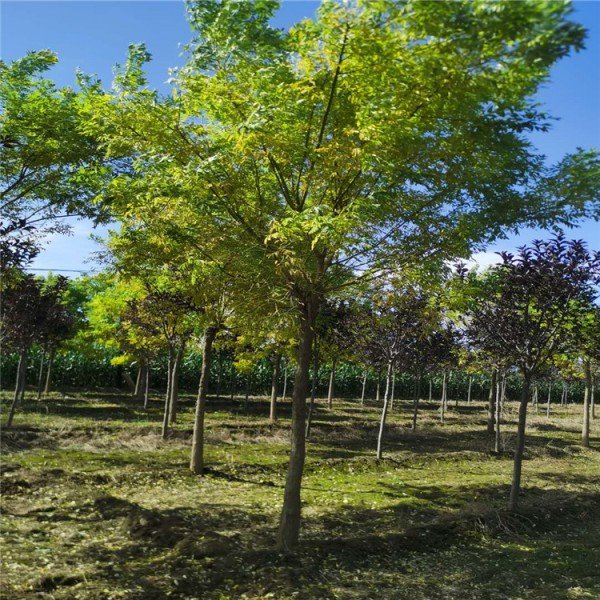 18公分金枝槐圖片