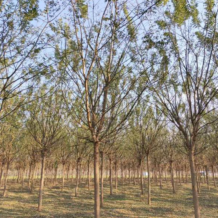 國槐圖片/國槐樣板圖 (4)