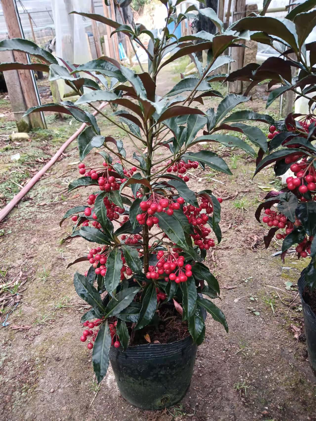 富貴籽圖片/富貴籽樣板圖 (3)
