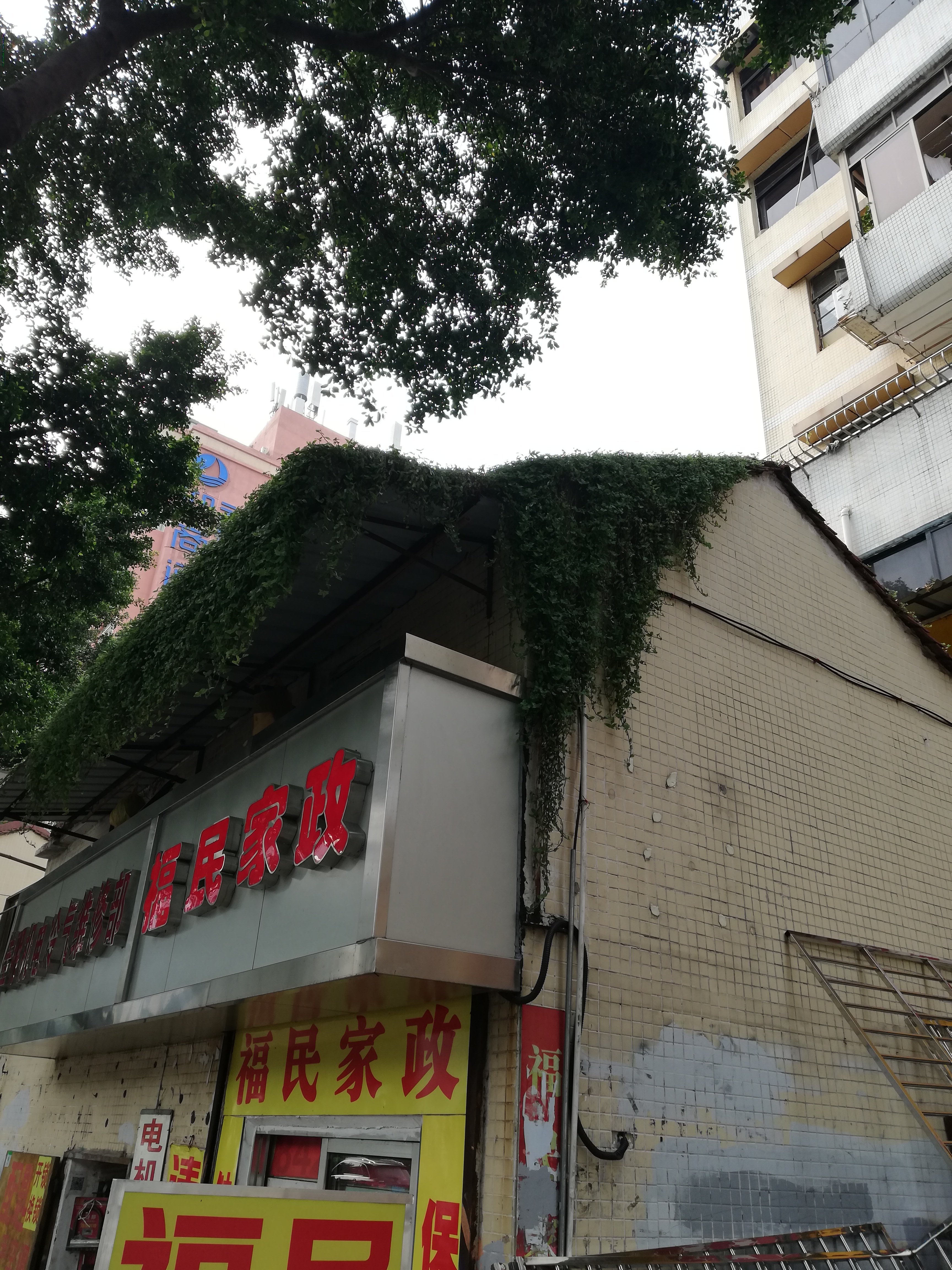 樓頂種草 樓頂種草施工 屋面覆頂植草報(bào)價(jià)