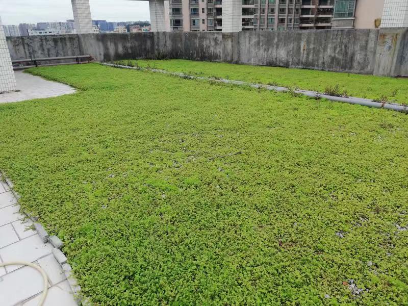 屋顶草坪 屋顶草坪种植报价 屋顶草坪施工