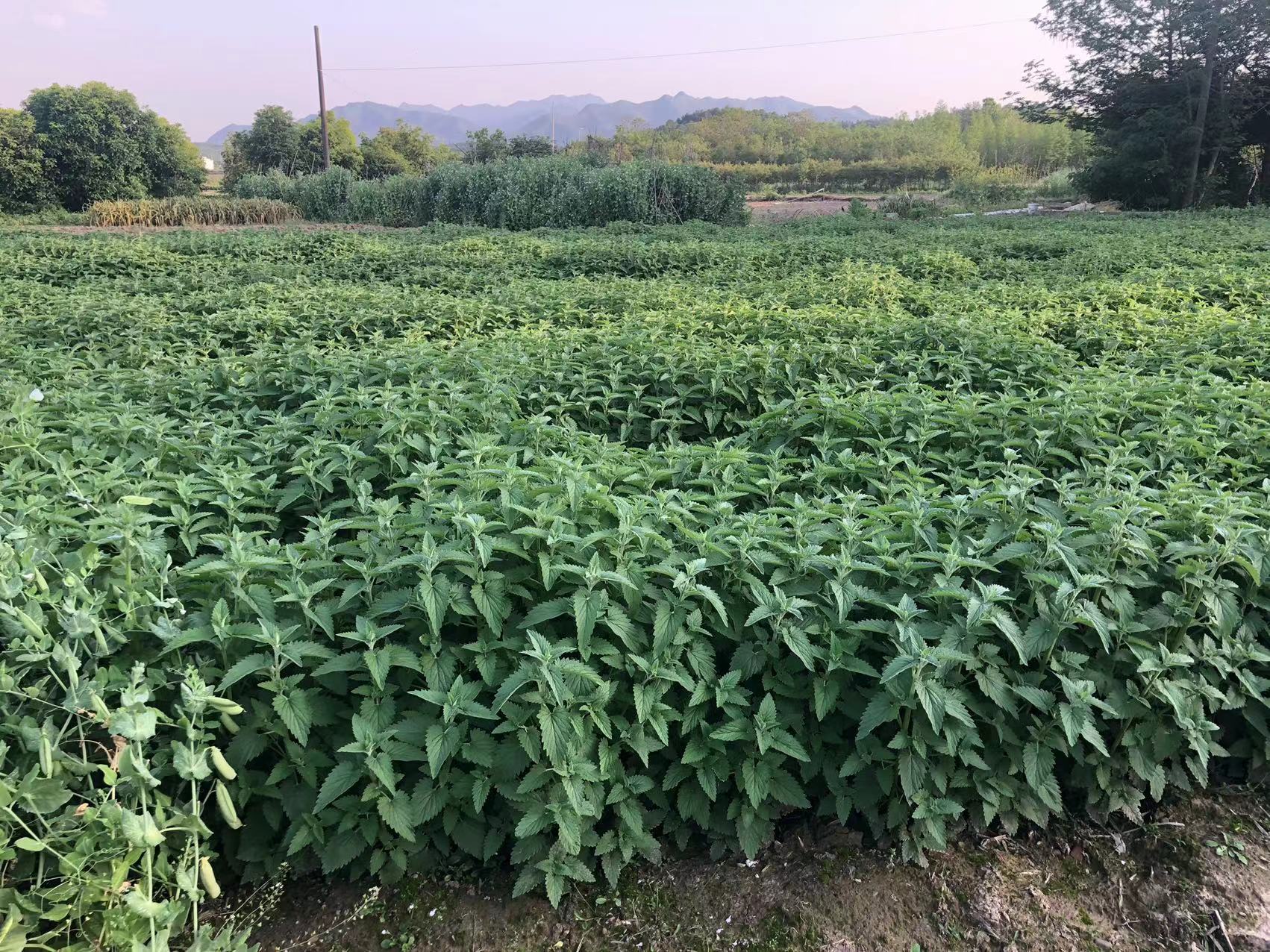 貓薄荷葉子價格  貓薄荷葉子生產(chǎn)廠家  貓薄荷葉子種植基地
