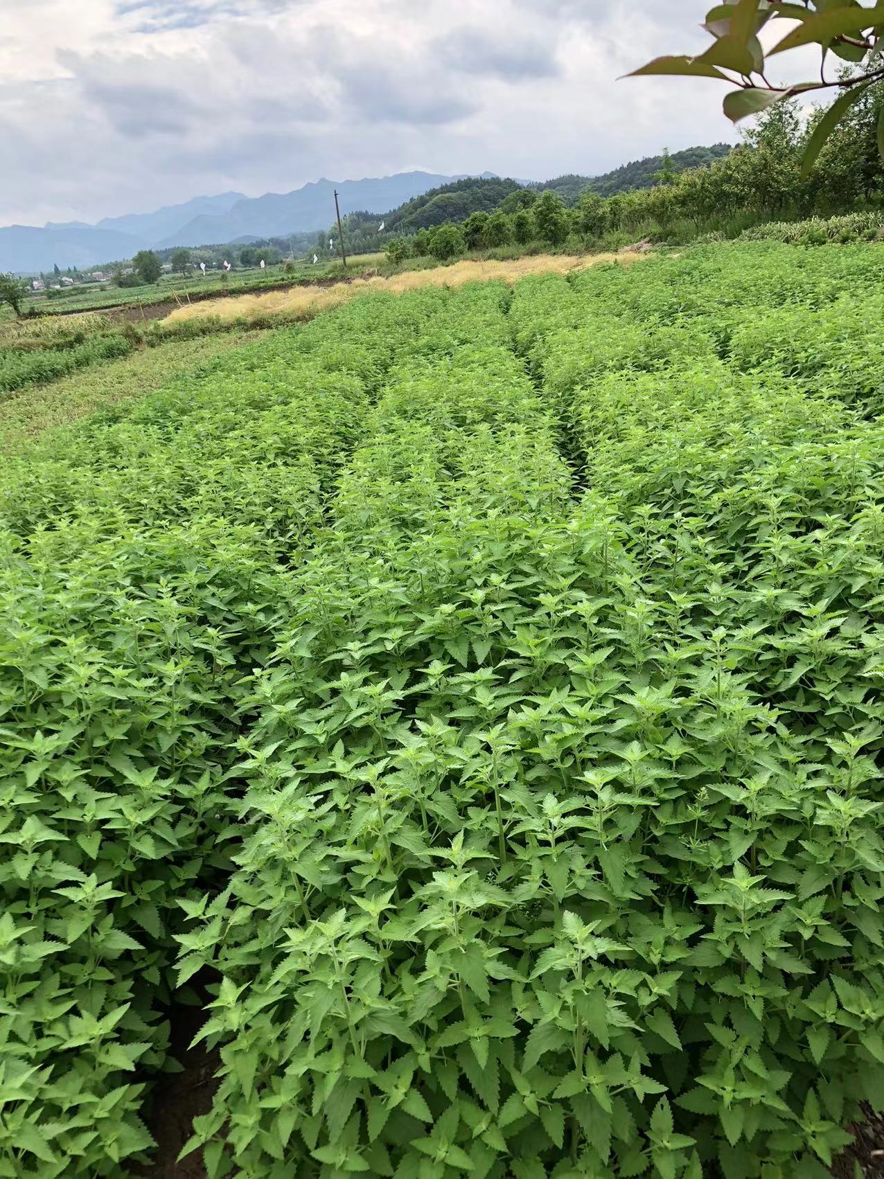 香蜂草圖片/香蜂草樣板圖 (1)