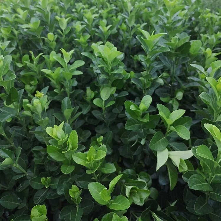 衛(wèi)矛圖片/衛(wèi)矛樣板圖 (4)