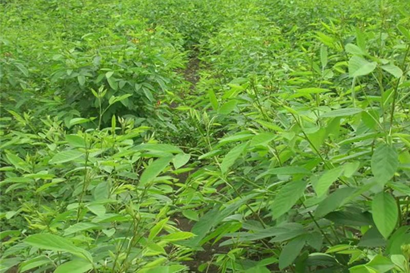 护坡固土小型灌木 木豆种子图片