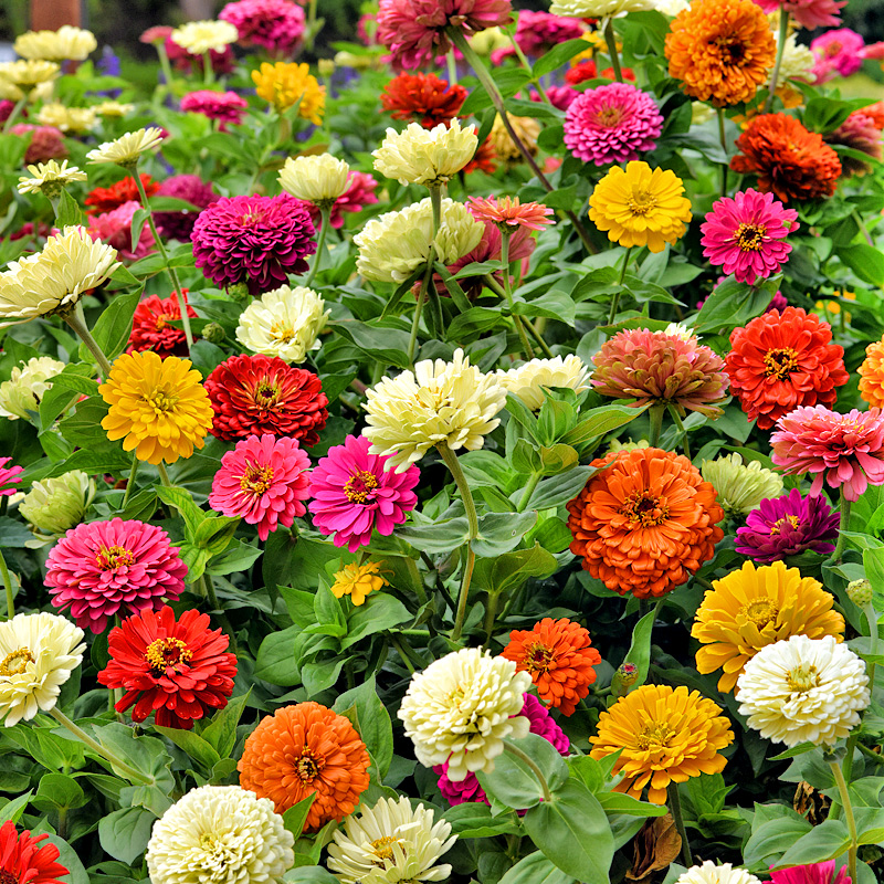 百日草景區(qū)花海常種花卉