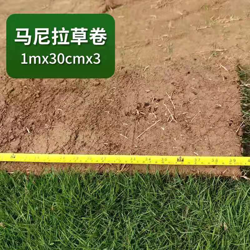 馬尼拉草圖片/馬尼拉草樣板圖 (1)