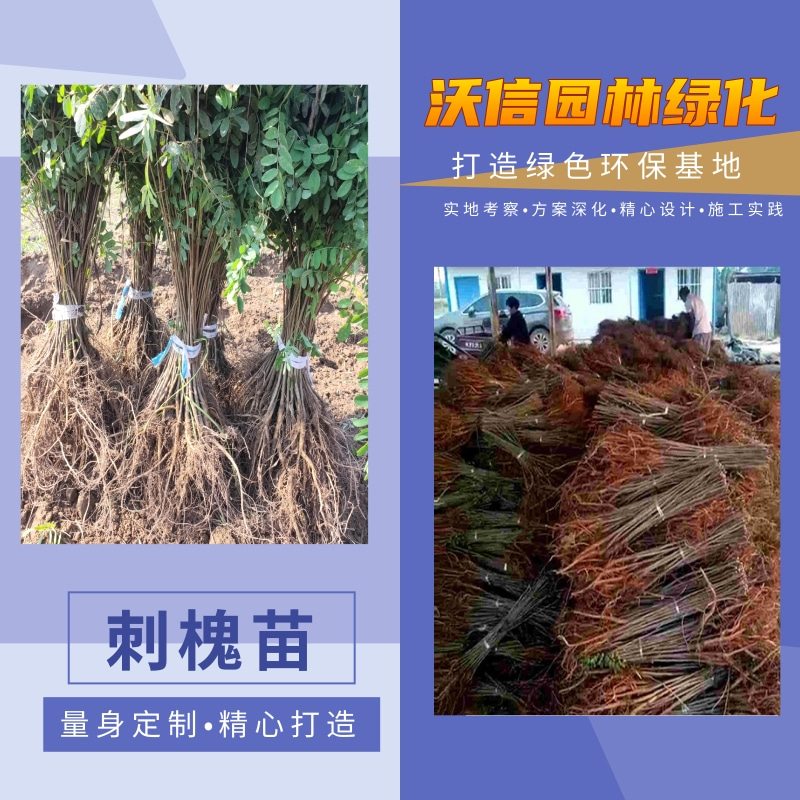 揚(yáng)州0.3公分刺槐苗批發(fā)、種植基地、產(chǎn)地出售【河南沃信園林綠化工程有限公司】