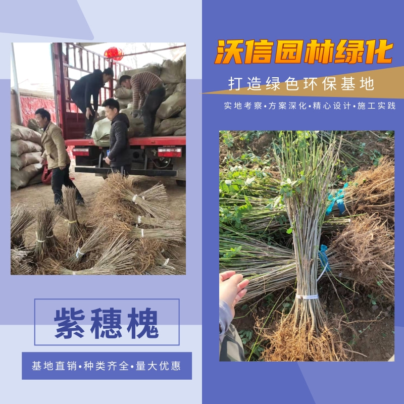 9000畝紫穗槐基地圖片/9000畝紫穗槐基地樣板圖 (1)