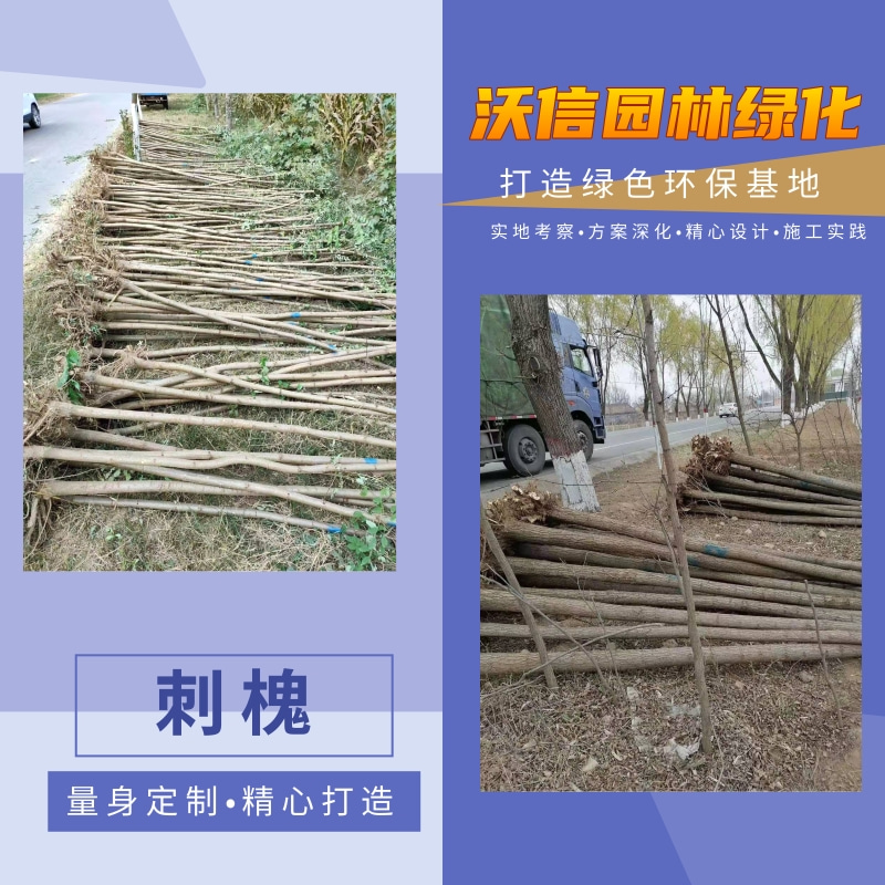 刺槐圖片/刺槐樣板圖 (2)