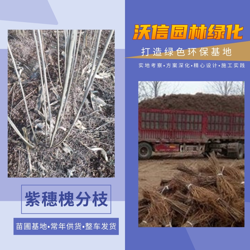 紫穗槐分枝圖片/紫穗槐分枝樣板圖 (2)