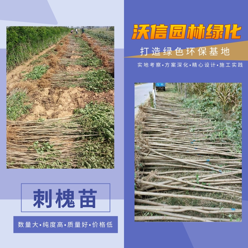 陕西1公分刺槐苗种植基地，1公分刺槐苗批发价，1公分刺槐苗供应