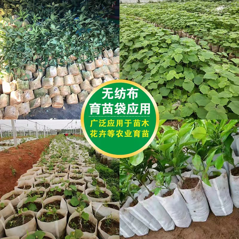 安徽苗木种植袋厂家图片