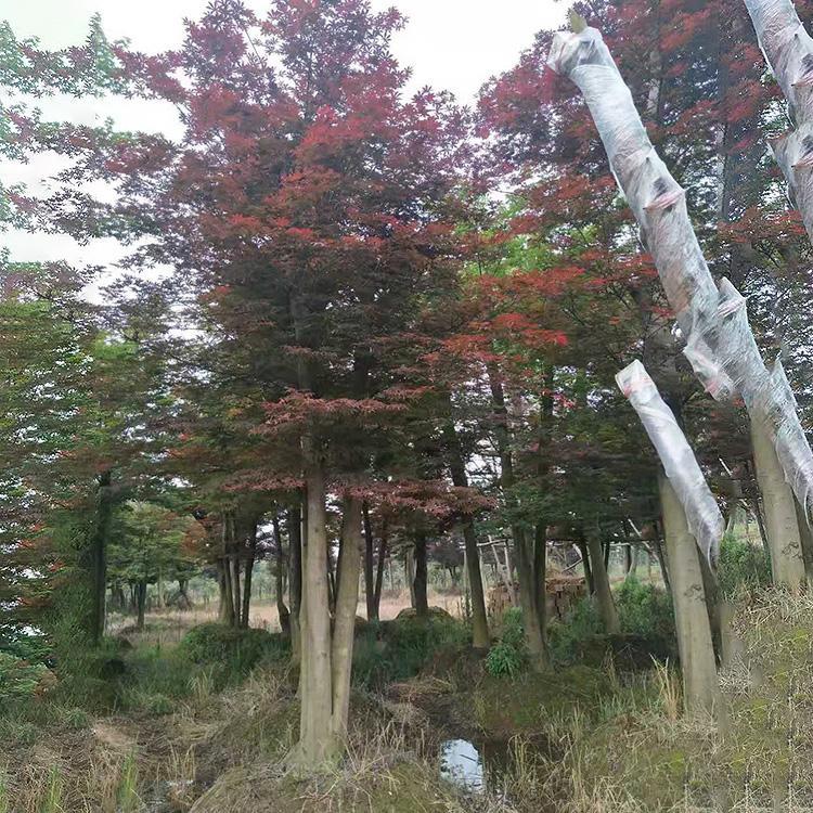 高桿紅楓圖片/高桿紅楓樣板圖 (4)